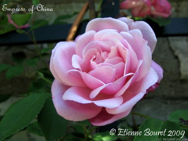 'Empress of China' rose photo