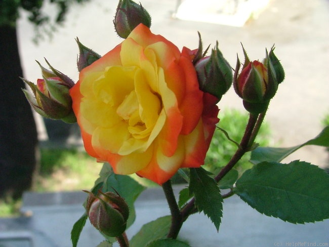 'Irish Eyes ™ (floribunda, Dickson, 1999)' rose photo