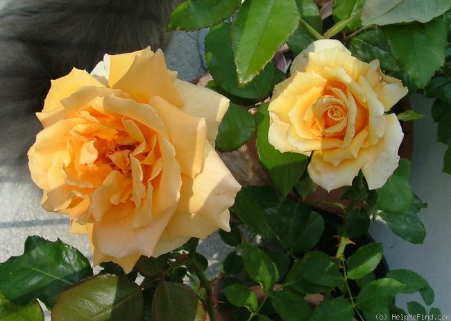 'Just Joey (Hybrid Tea, Cants, 1972)' rose photo