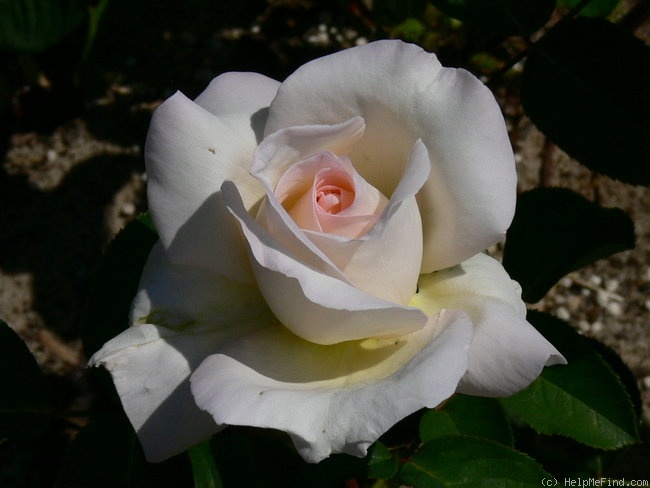 'Jardins de Bagatelle®' rose photo