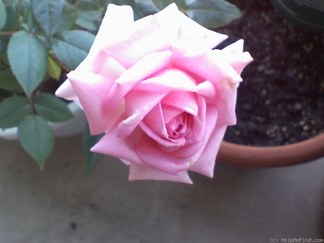 'Overnight Scentsation ™' rose photo