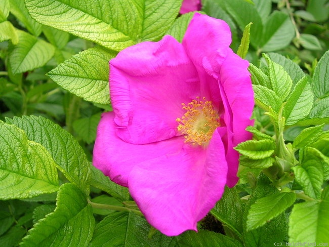 '<i>Rosa rugosa</i> 'Scabrosa'' rose photo