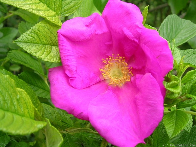 '<i>Rosa rugosa</i> 'Scabrosa'' rose photo