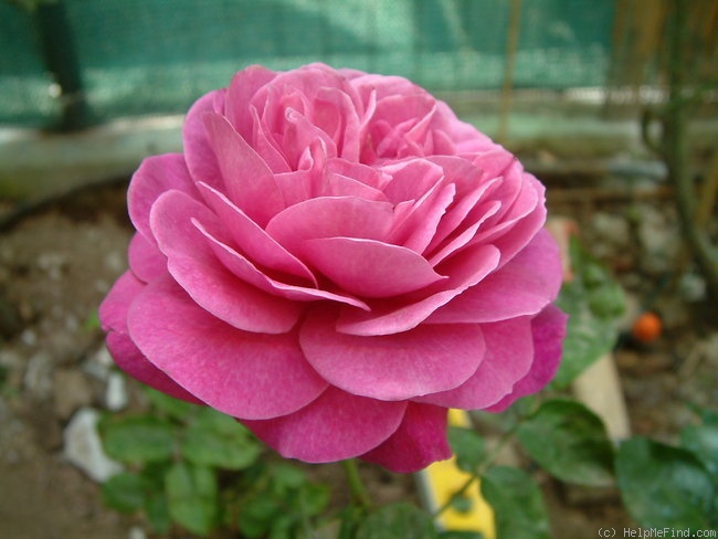 'Heidi Klum Rose ®' rose photo