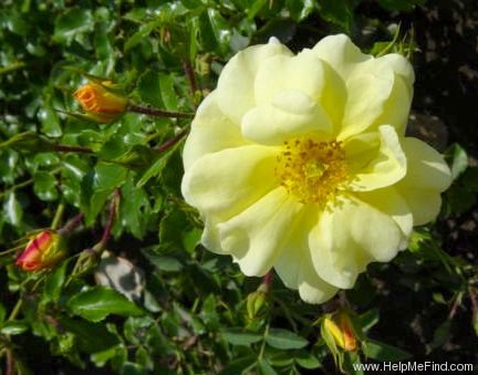 'Celina ® (shrub, Noack, 1997)' rose photo