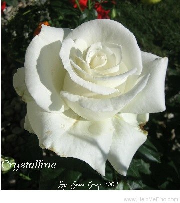 'Nursing Centenary' rose photo