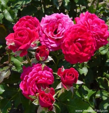 'Garnette' rose photo
