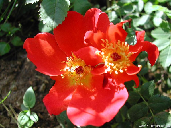 'Capucine (syn. for <I>Rosa foetida</i> vae. <i>bicolor</i>)' rose photo