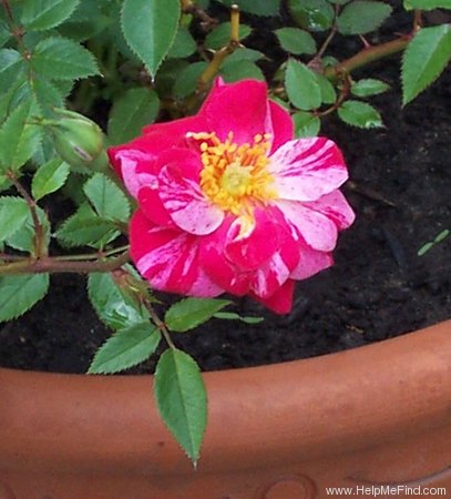 'POUlbico' rose photo