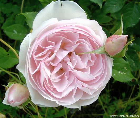 'Heritage ®' rose photo