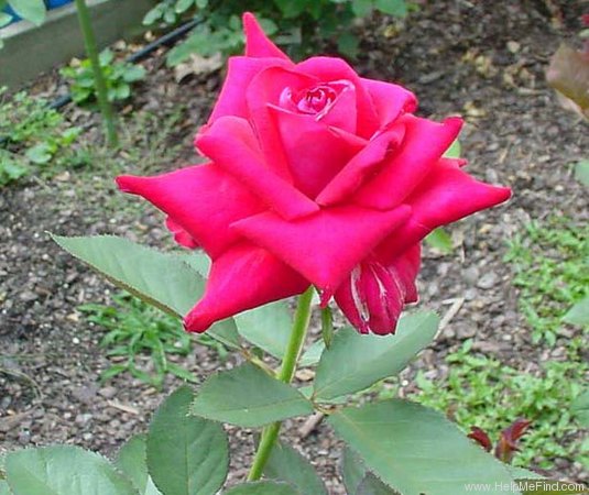 'Honest Red' rose photo