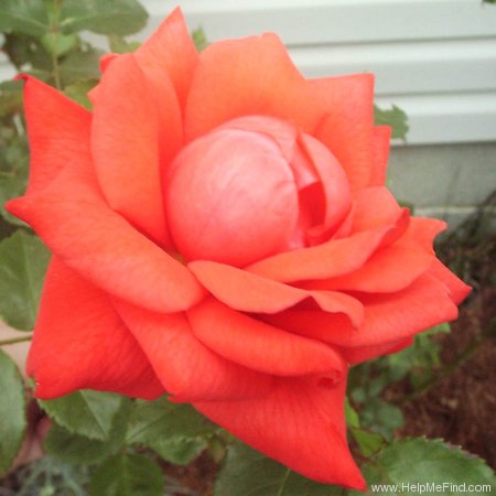 'Orange Velvet (Lcl, Williams 1986)' rose photo