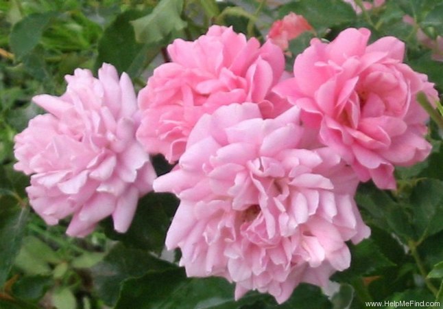 'Newport™' rose photo