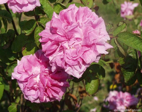 'Marie Louise (Damask, Haghen, by 1810)' rose photo
