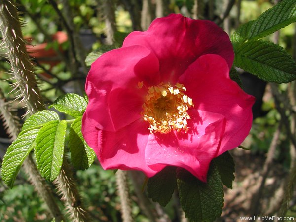 'Scabrosa' rose photo