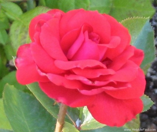 'Reba McIntyre' rose photo