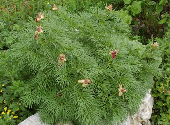 'P. tenuifolia' peony photo