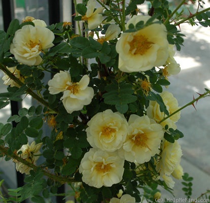 '<i>Rosa hugonis flore plena</i>' rose photo