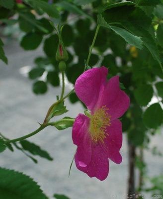 'R. pendulina oxyodon' rose photo