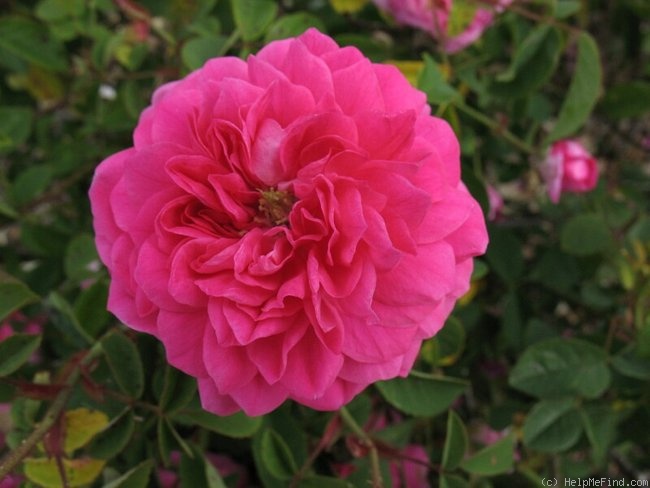 'Beauty of Billiard' rose photo