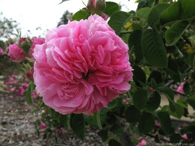 'Prolifera de Redouté' rose photo