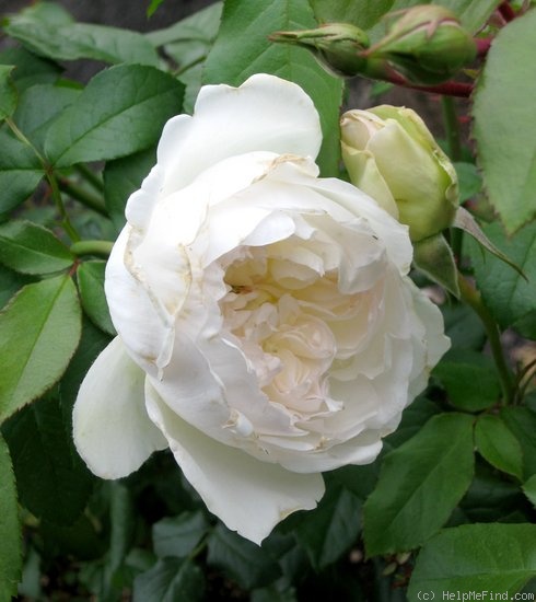 'Bolero ™ (floribunda, Mouchotte/Meilland, 2004)' rose photo