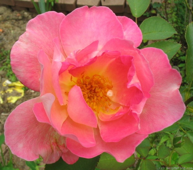 '11D-01' rose photo
