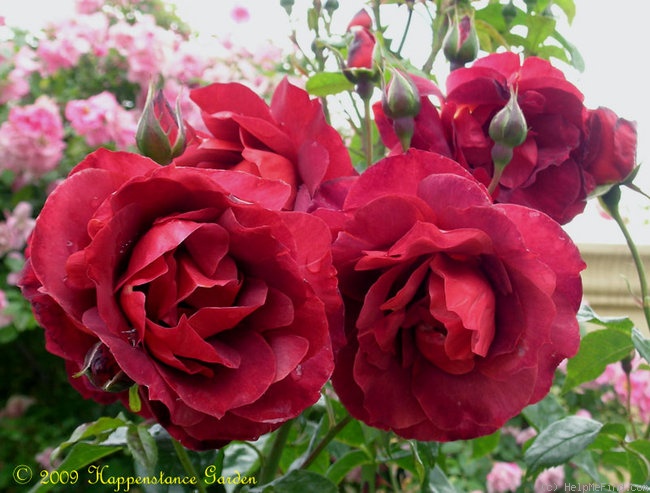 'Hot Cocoa ™ (Floribunda, Carruth, 2002)' rose photo