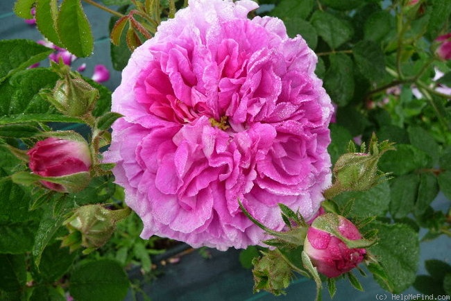 'Henri Foucquier' rose photo