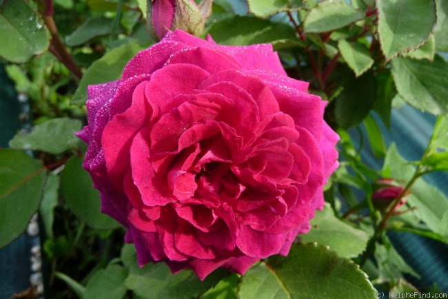 'Lord Raglan' rose photo