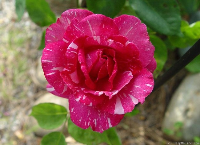 'Candy Stripe' rose photo