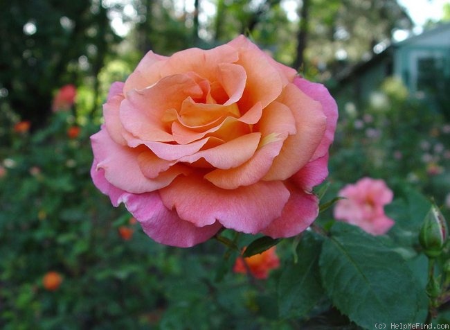 'Freisinger Morgenröte (shrub, Kordes, 1988)' rose photo