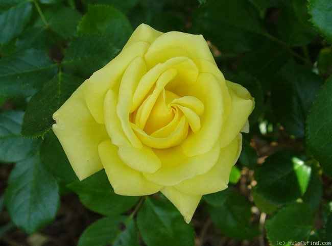 'Katherine Loker (Floribunda, Christensen Swim, 1978)' rose photo