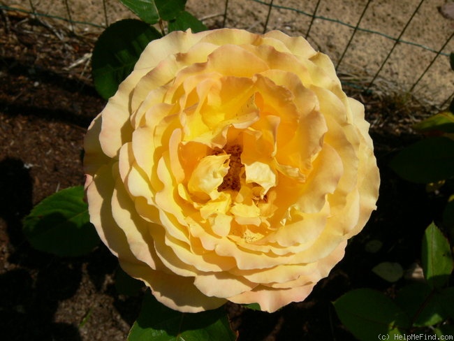 'Peer Gynt ®' rose photo