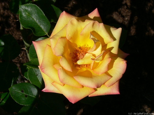 'Redgold' rose photo