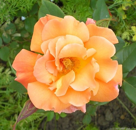 'Bob Greaves' rose photo