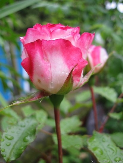 'Abigaile ®' rose photo