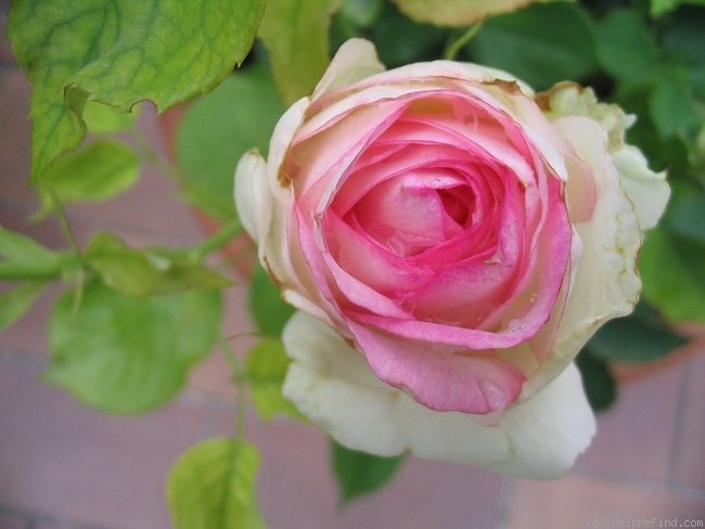 'Biedermeier ®' rose photo