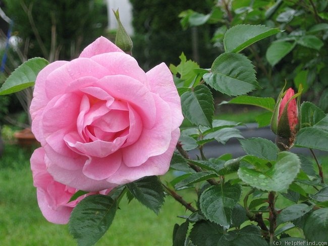 'Pink Robusta ®' rose photo