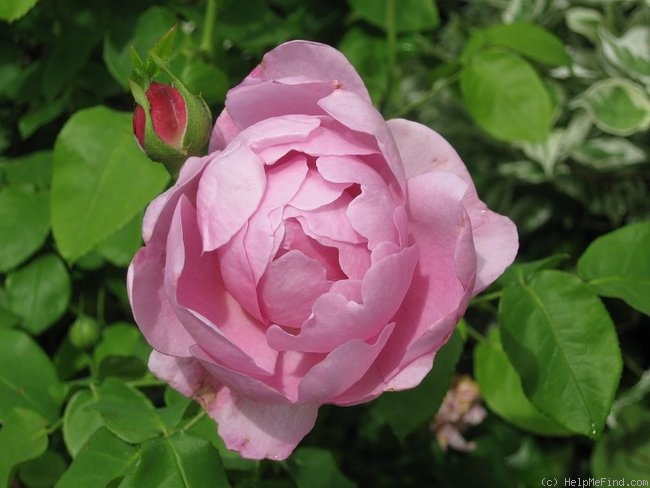 'Charles Rennie Mackintosh' rose photo