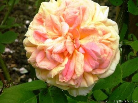 'Madame Jules Gravereaux' rose photo