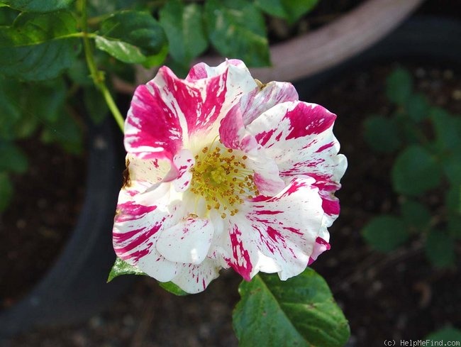 'Jan Steen (shrub, Williams, 1997)' rose photo