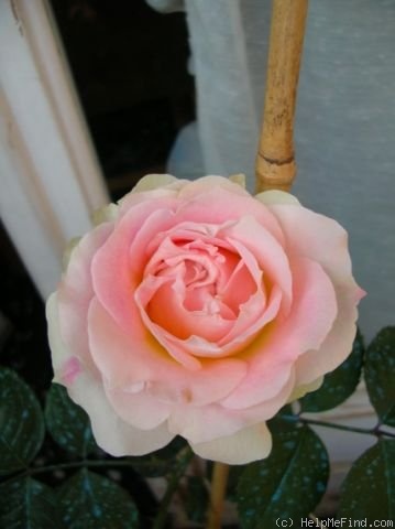 'César ® (climber, Meilland, 1993)' rose photo