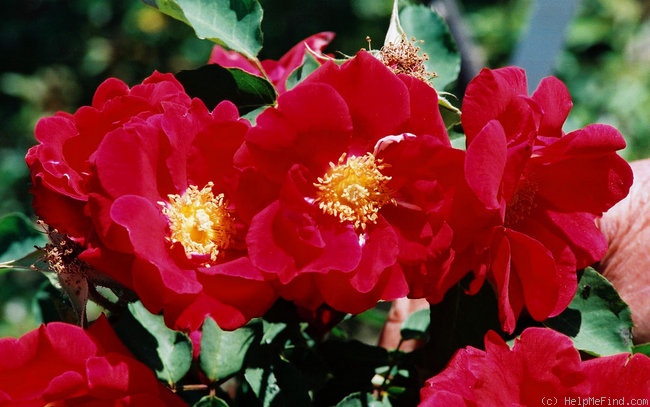 'Moore's Nutkana' rose photo
