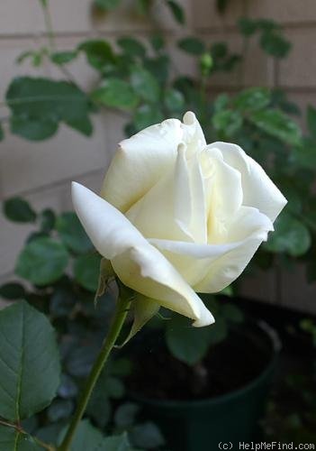 'Neige Parfum (hybrid tea, Mallerin, 1938)' rose photo