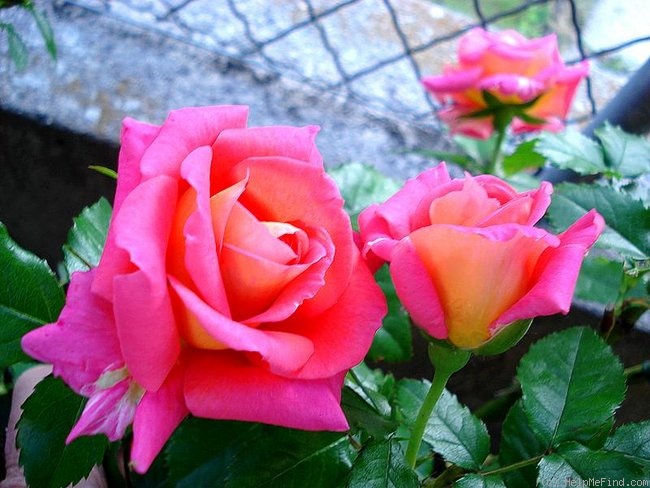 'Marlène Jobert' rose photo