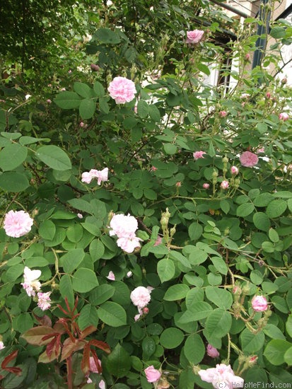 'Petite Lisette' rose photo