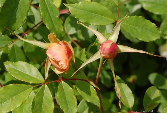 'Fortune's Double Yellow' rose photo