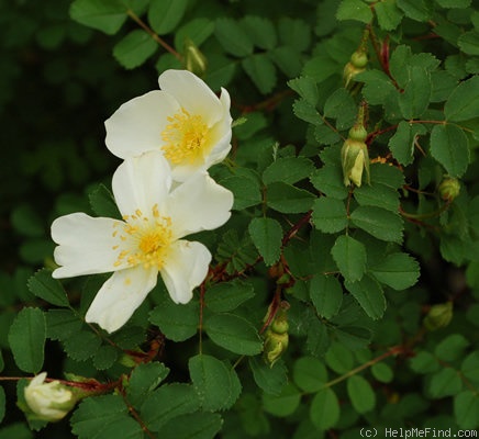 '<i>Rosa spinosissima</i>' rose photo