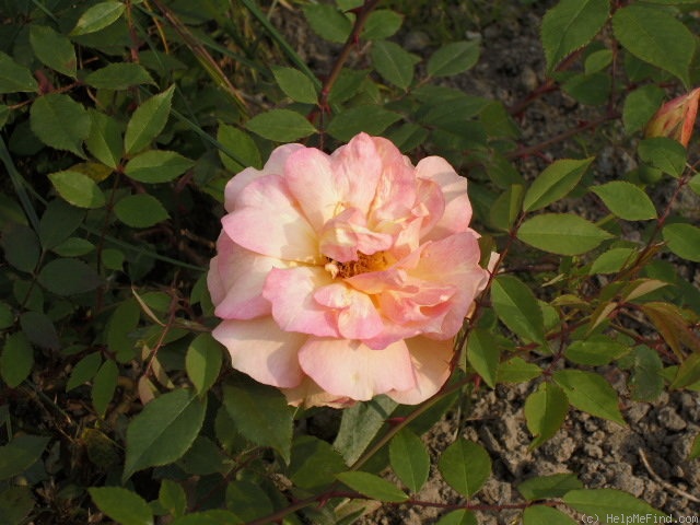 'Fortune's Double Yellow' rose photo